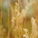 Você já ouviu falar em Organizações de Aprendizagem?